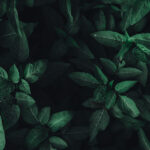 【エシカル消費もの選び】スキンケア メーカー編 ：スプーン・スプーン（株式会社ウイングフォレスト）