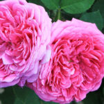 【エシカル消費もの選び】スキンケア 化粧水編